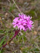 Silene suecica[англ.]*