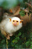 Silvery marmoset