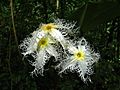 Fleur (Parc national du Gunung Mulu, Malaisie)