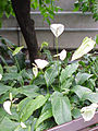 Spathiphyllum cochlearispathum