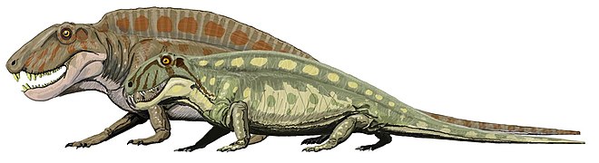 Sphenacodon feroxin ja suuremman Sphenacodon ferociorin kokovertailu