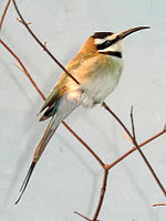 White-throated Bee-eater