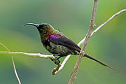 brown and green sunbird with purple shoulder patch and reddish tint to side of head