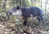 A tapir in Corcovado National Park.