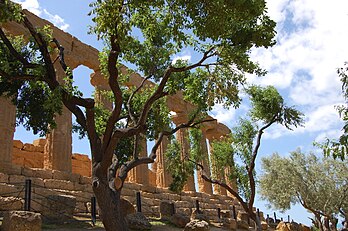 Le temple d'Héra du site archéologique d'Agrigente en Sicile (Italie). (définition réelle 3 008 × 2 000*)