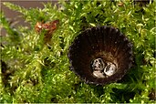 C. striatus fungus, resembling a nest with eggs