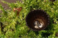 The Cyathus type species, Cyathus striatus