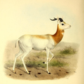 Illustration of N. d. ruficollis