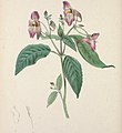 The floral cabinet and magazine of exotic botany (1840) (14755777616)