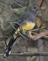 Green-backed Trogon (female)