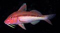 Upeneichthys lineatus (Mullidae)