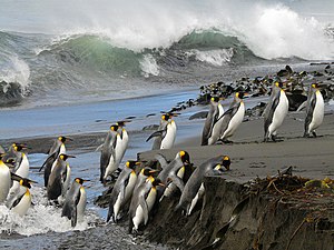 בתמונה, קבוצת פינגווינים מלכותיים. הפינגווינים עולים מן הים אל החוף כאשר הם צועדים משמאל התמונה אל ימינה. ברקע קצף גלים גבוהים.