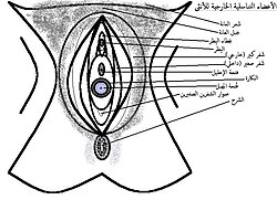 يَظهر في الصُورة صوار الشفرين الصغيرين