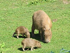 Capybara mit Jungtieren