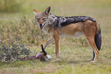 Black-backed jackal, by Yathin sk