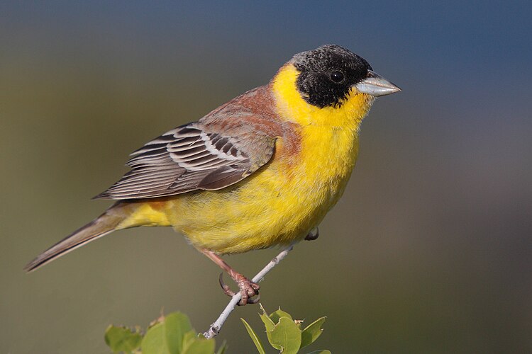 Черноголовая овсянка (Emberiza melanocephala)