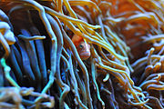 A. sandaracinos (orange skunk anemonefish)