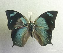 銀灰尖蛺蝶 M. glauce glauce