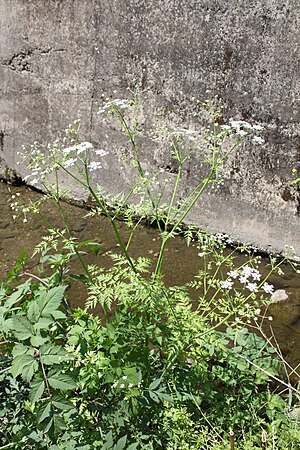 전호(Anthriscus sylvestris)