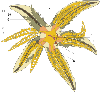 Anatomical diagram of a starfish, by Hans Hillewaert (edited by Slashme)