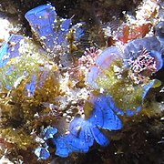 Iridescent blues of a Dictotalean brown alga