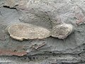 Cross-section of concretion snapped off at cliff wall.