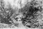 Bush tramway showing wooden rails in Price's Bush at Akatarawa, 1903