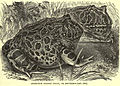 1896 lithograph by R. A. Lydekker for The Royal Natural History