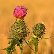 Cirsium vulgare.