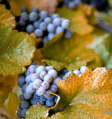 Purple-colored Concord grapes on the vine with abundant foliage