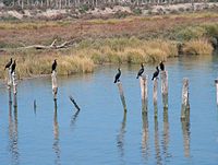 Nationalpark Doñana