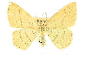 Bokgördelmätare, Cyclophora linearia