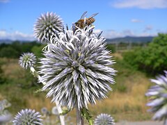 Echinops sphaerocephalus