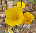 Eschscholzia glyptosperma