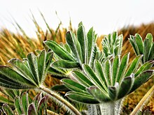 Los frailejones son plantas claves en la regulación hídrica y la mitigación del cambio climático.