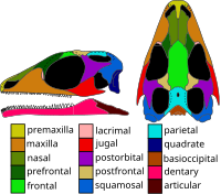 Skull reconstruction of Gephyrosaurus a likely basal rhynchocephalian