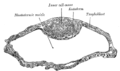 Vesícula blastodérmica de Vespertilio murinus.