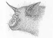 Drawing of bat head