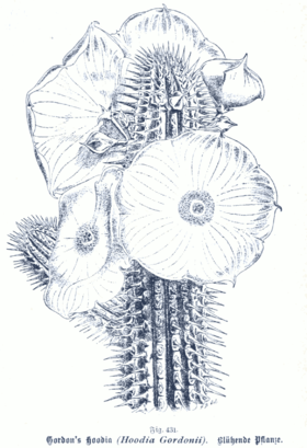 Hoodia gordonii