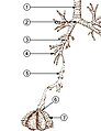 Trachea Primary bronchus Lobar bronchus Segmental bronchus Bronchiole Alveolar duct Alveolus