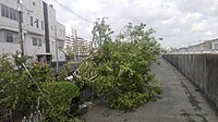 東大阪市寝屋川沿いの遊歩道における倒木