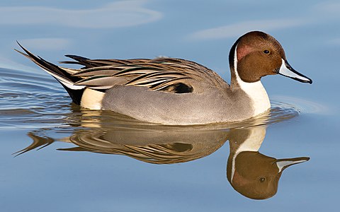 Northern pintail, by Frank Schulenburg