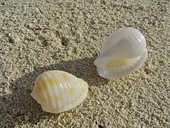 Deux coquilles de Malea pomum échouées sur une plage aux Maldives.