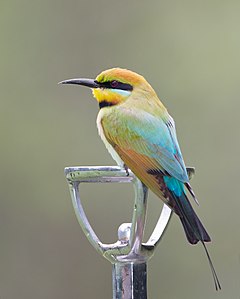 Rainbow bee-eater, by JJ Harrison