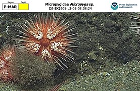 Micropyga sp., un Micropygoida