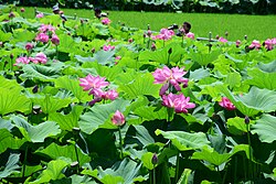 Morikawa lotus field