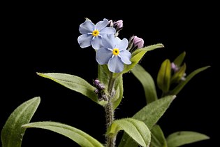 Myosotis alpestris, Russia