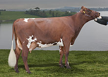 a red and white Norwegian Red cow on a pasture in front of a lake