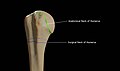 The difference between anatomical neck and surgical neck of the humerus