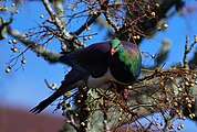 Kererū by southstar